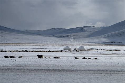 Mongolia in winter stock image. Image of traditional - 258874437