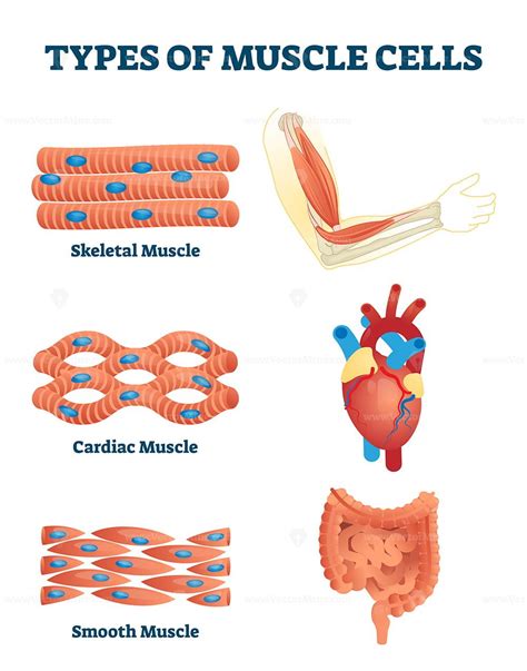 Types of muscle cells vector illustration | Types of muscles, Muscle ...