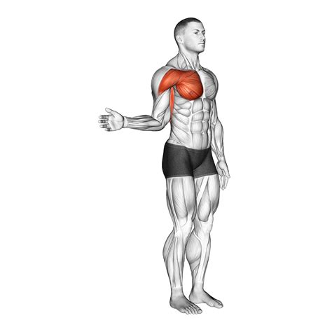 Shoulder Tendonitis: 5 Stretches and 5 Exercises (with Pictures ...