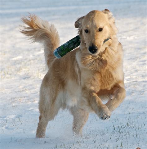 Golden Retriever Puppy Retrieving in the Snow | Liam was 11 … | Flickr