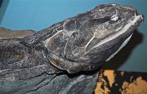 Eusthenopteron sp. (fossil fish) (Upper Devonian) 2 | Flickr