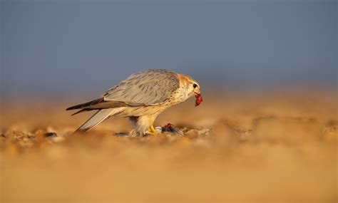 Little Rann of Kutch, Bird and Wildlife Photography Workshop - Tour ...