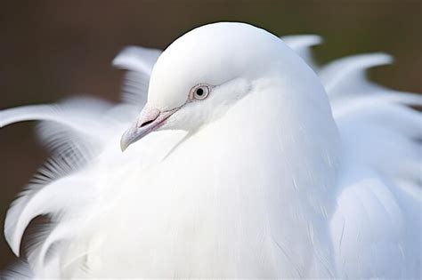 Premium Photo | CloseUp of White Feathers on a Dove