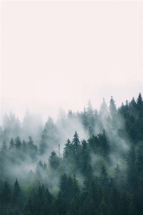 Fog and forest, Sisi & Seb | Posters, Art Prints, Wall Murals | +250 ...