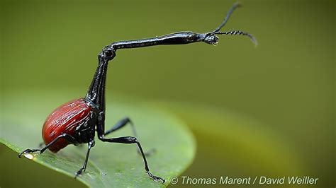 What Is This Giraffe Weevil Doing With Its Super Long Neck? - Video by ...