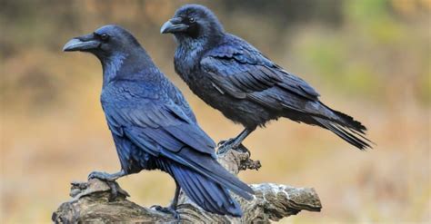 Raven vs Crow Size: How to Tell Them Apart - A-Z Animals