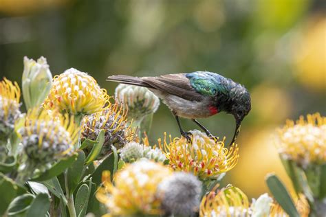 FYNBOS BIRDS: WORTH WALKING FOR - The Fynbos Guy