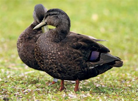 Black duck | Wildfowl, Waterfowl, Mallard | Britannica