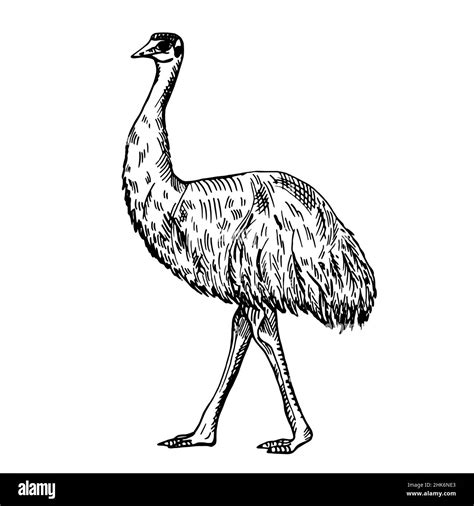 Vintage illustration of emu on isolated white background. Vector skerch ...