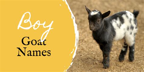 350+ Pet Goat Names (From Angus to Waffles) - PetHelpful