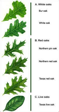 Oak Tree Leaves Identification Pictures - Image Result For Live Oak ...