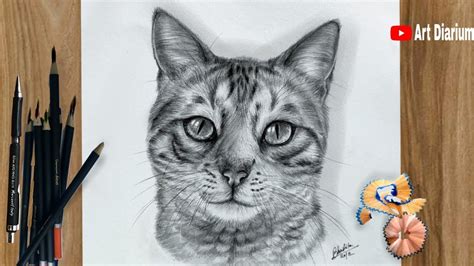 pencil Art Drawings Cat - Seth Feliu