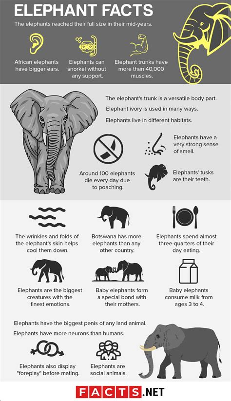 70 Surprising Elephant Facts About The Biggest Land Animal On Earth