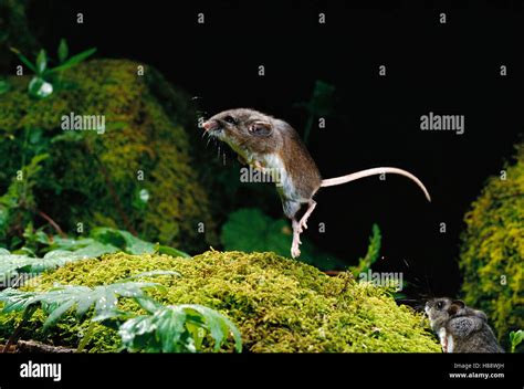 Deer Mouse (Peromyscus maniculatus) jumping as an evasive behavior ...