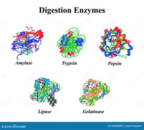 Digestion Enzymes Set. Chemical Molecular Formula. Amylase, Trypsin ...