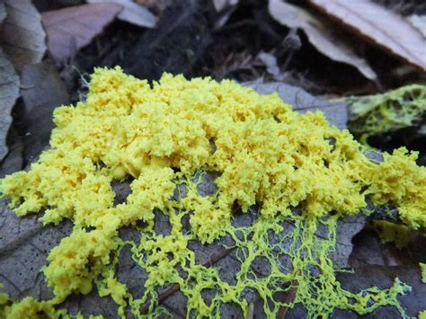 Slime mold | Slime mold (possibly Fuliga septica; or maybe P… | Flickr