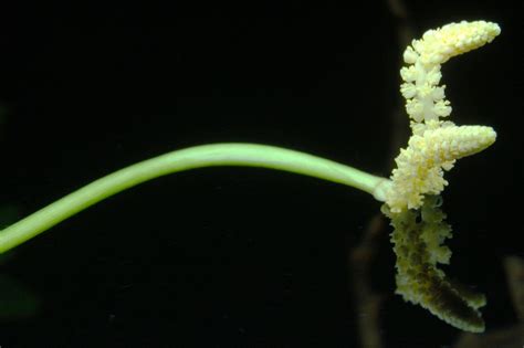 Aponogeton ulvaceus flower. : PlantedTank