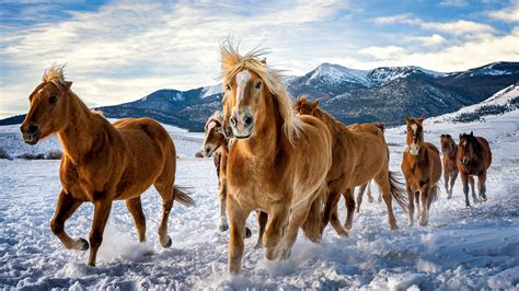 3840x2160 Horses Snow Running 4k 4K ,HD 4k Wallpapers,Images ...