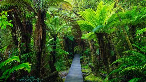 Path through forest with blooming wild garlic, Hainich National Park ...