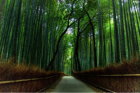 The most beautiful bamboo forest in Japan - Beautiful Traveling Places