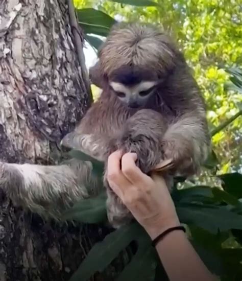 Rescuers Reunite Baby Sloth and Mom Separated on Costa Rica Beach