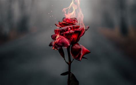 Rose flower Wallpaper 4K, Fire, Burning, Dark, Aesthetic