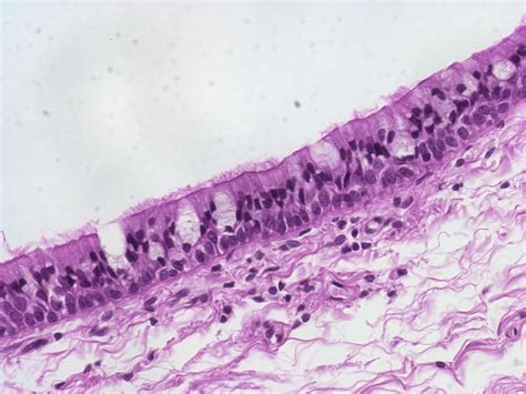 Features Of Epithelial Tissue