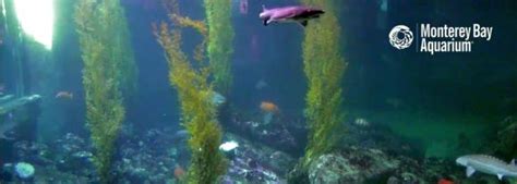 Monterey Bay Aquarium Live Shark Cam