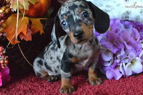 57+ Blue Dapple Mini Dachshund Puppies For Sale Pic - Bleumoonproductions