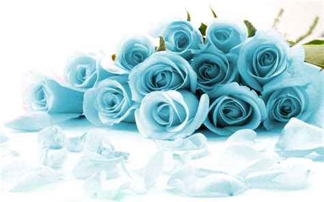 🔥 [20+] Light Blue Roses Wallpapers | WallpaperSafari