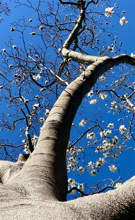 See 200 Magnolias in Bloom at the SF Botanical Garden