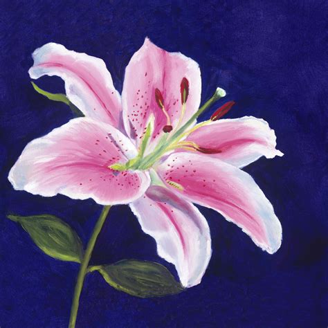 Portrait of a Stargazer Lily | Art of Giving | Lilies drawing, Lily ...