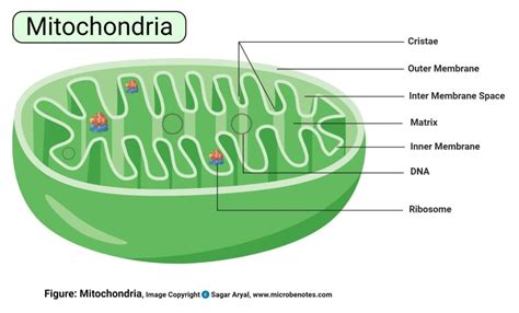 Mitochondria In Plant Cell