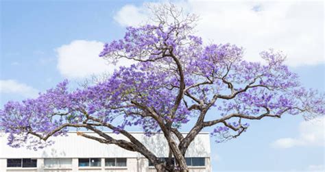 Jacaranda Lifespan: How Long Do Jacaranda Trees Live? - EmbraceGardening