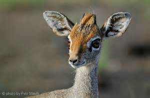 ethiopian animals/wildlife | Ethiopian Wildlife | Animals, Dik dik ...