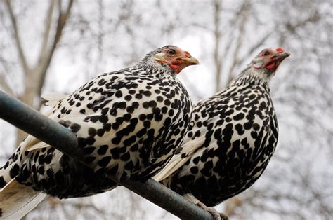 Silver Spangled Hamburg Chicken - Chicks for Sale | Cackle Hatchery