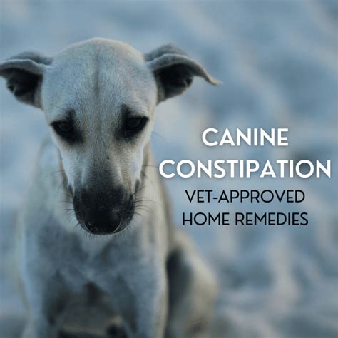 Vet-Approved Home Remedies for Dog Constipation - PetHelpful