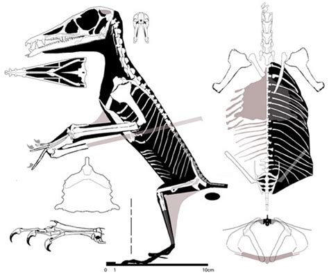 Eudimorphodon ranzii