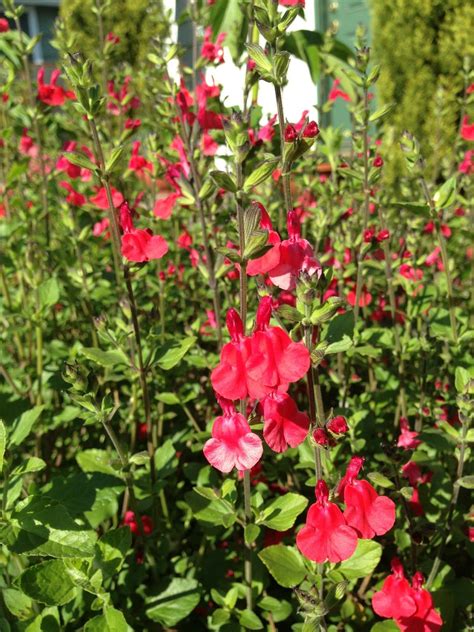 Favorite Plant in the Garden - Hot Lips! | Drought tolerant garden ...