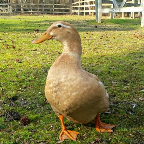 Three Favorite Backyard Duck Breeds - Backyard Poultry