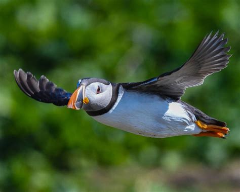 Farne Islands | Birdingplaces