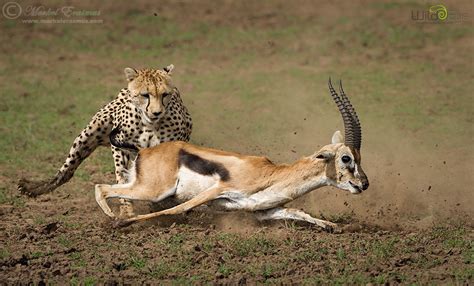 Cheetah Eating Gazelle