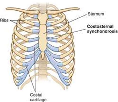 Synchondrosis | definition of synchondrosis by Medical dictionary