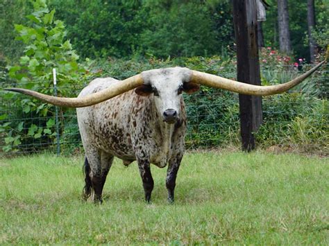 Guinness World Record For Longest Horn Span Goes To Texas Longhorn From ...