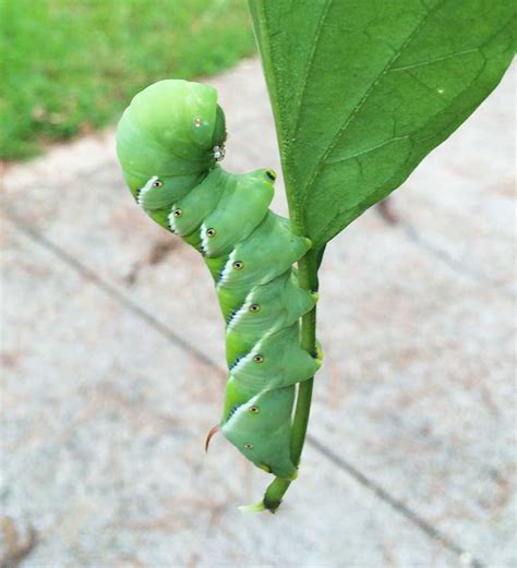 Green Caterpillars Eating Tomato Plants | Tobacco and Tomato Hornworms