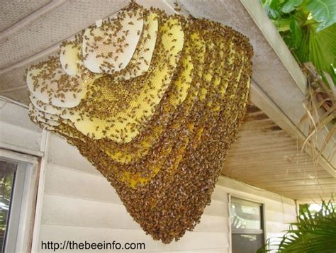 Different Types Of Honey Bee Hives Picture – Natural And Apiary Hives ...