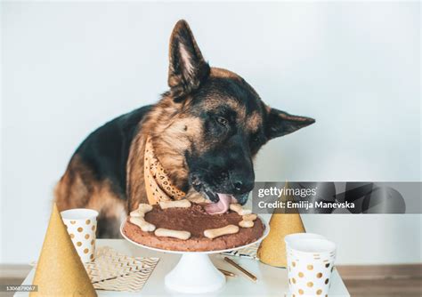 Dog Eating Dog Cake Dogs Birthday Party High-Res Stock Photo - Getty Images