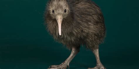 North Island brown kiwi | Smithsonian's National Zoo and Conservation ...