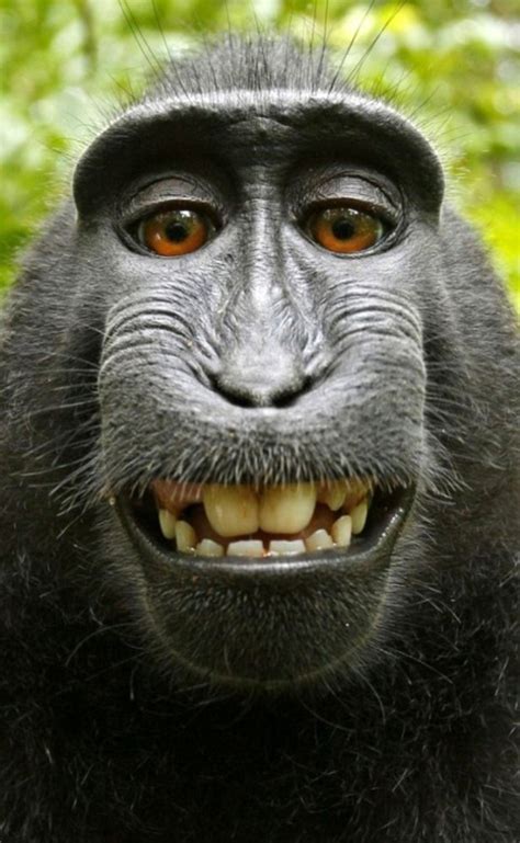 Monkey Smiling Meme