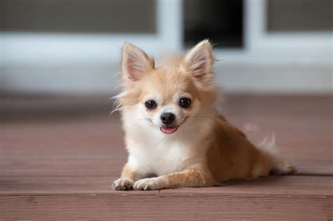 15 Cute Dog Breeds That Stay Small Forever | Dallas Vets